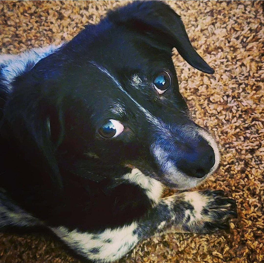 Walter joined the competition — help win amazing prizes! borador, canidae, carnivore, collar, companion_dog, dog, dog_breed, electric_blue, fur, grass, hunting_dog, snout, sporting_group, whiskers, working_animal, working_dog