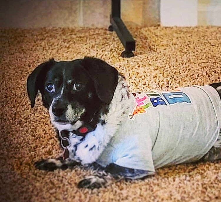 Walter is registered to the contest to win money with this photo: ball, canidae, carnivore, collar, companion_dog, dog, dog_breed, dog_supply, flooring, paw, puppy, shadow, soil, street_dog, working_animal, working_dog