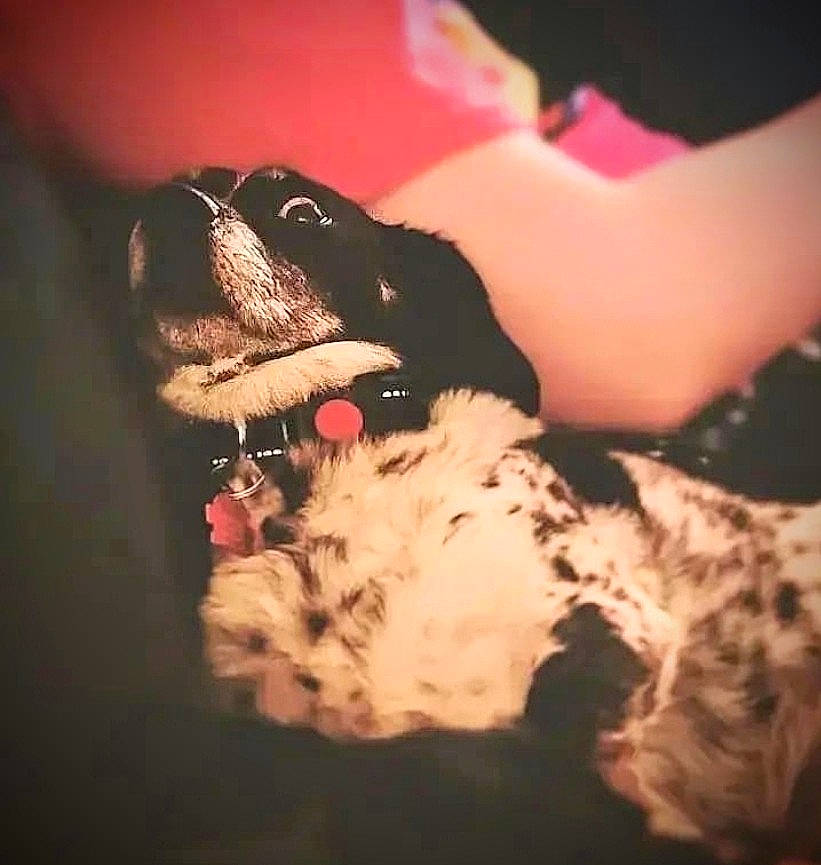 Walter is registered to the contest to win money with this photo: canidae, carnivore, comfort, companion_dog, darkness, dog, dog_breed, fawn, flesh, fur, jaw, macro_photography, magenta, nail, paw, snout, sporting_group, toy_dog, whiskers, working_animal