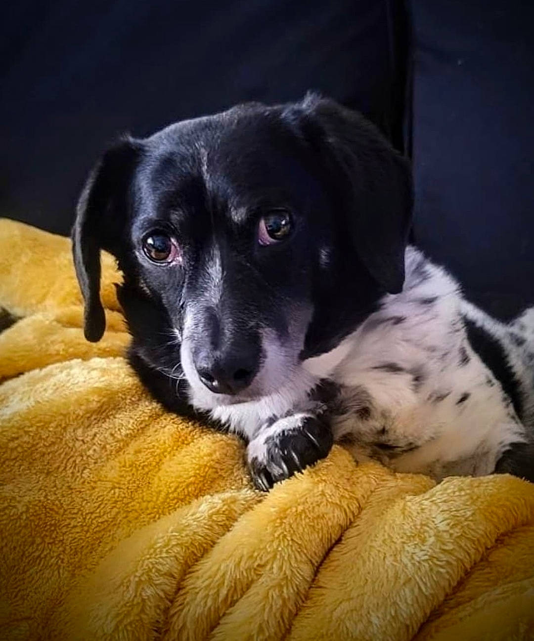 Walter joined the competition — help win amazing prizes! borador, bored, canidae, carnivore, companion_dog, dog, dog_breed, snout, sporting_group, whiskers, working_animal, working_dog