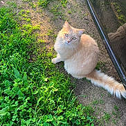 Hermes a rejoint le concours — aidez-le/la à gagner de superbes lots ! animal, car, cat, closeup, curious, dirt, eyes, feline, fluffy, fur, grass, greenery, nature, outdoor, pet, reflection, sitting, sunlight, tail, vehicle