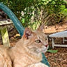 Hermes a rejoint le concours — aidez-le/la à gagner de superbes lots ! animal, bench, cat, curious, daylight, eyes, feline, fur, garden_chair, grass, greenery, leaf, nature, orange_tabby, outdoor, pet, plants, relaxing, resting, wood