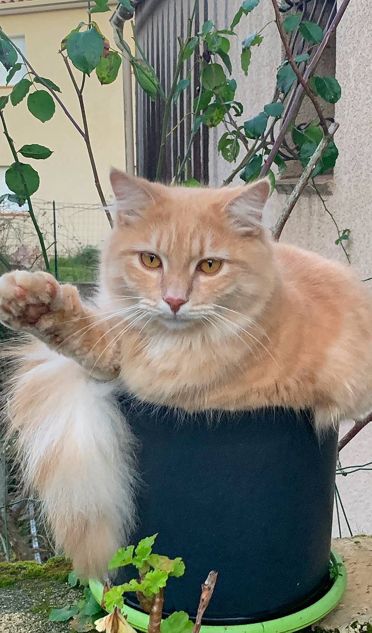 Hermes a rejoint le concours — aidez-le/la à gagner de superbes lots ! carnivore, cat, claw, domestic_short_haired_cat, event, fawn, felidae, fur, grass, plant, small_to_medium_sized_cats, snout, tail, tree, whiskers, window, wood