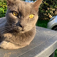 Tyrion a rejoint le concours — aidez-le/la à gagner de superbes lots ! animal, car, cat, close_up, daylight, domestic_animal, feline, fur, golden_eyes, greenery, grey_cat, mammal, nature, outdoor, pet, portrait, relaxed, sunlight, table, whiskers