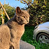 Tyrion a rejoint le concours — aidez-le/la à gagner de superbes lots ! animal, car, cat, closeup, daylight, domestic_cat, feline, fur, garden, grass, gray_cat, greenery, nature, outdoor, pet, plastic_surface, side_view, sunlight, swing_set, yellow_eyes