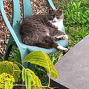 Mercure participe au concours pour gagner de l'argent avec cette photo : animal, cat, domestic_cat, foliage, garden, grass, gray_cat, green_chair, greenery, leaf, nature, outdoor, pet, plant, plastic_chair, relaxed, resting, sunlight, table, white_cat