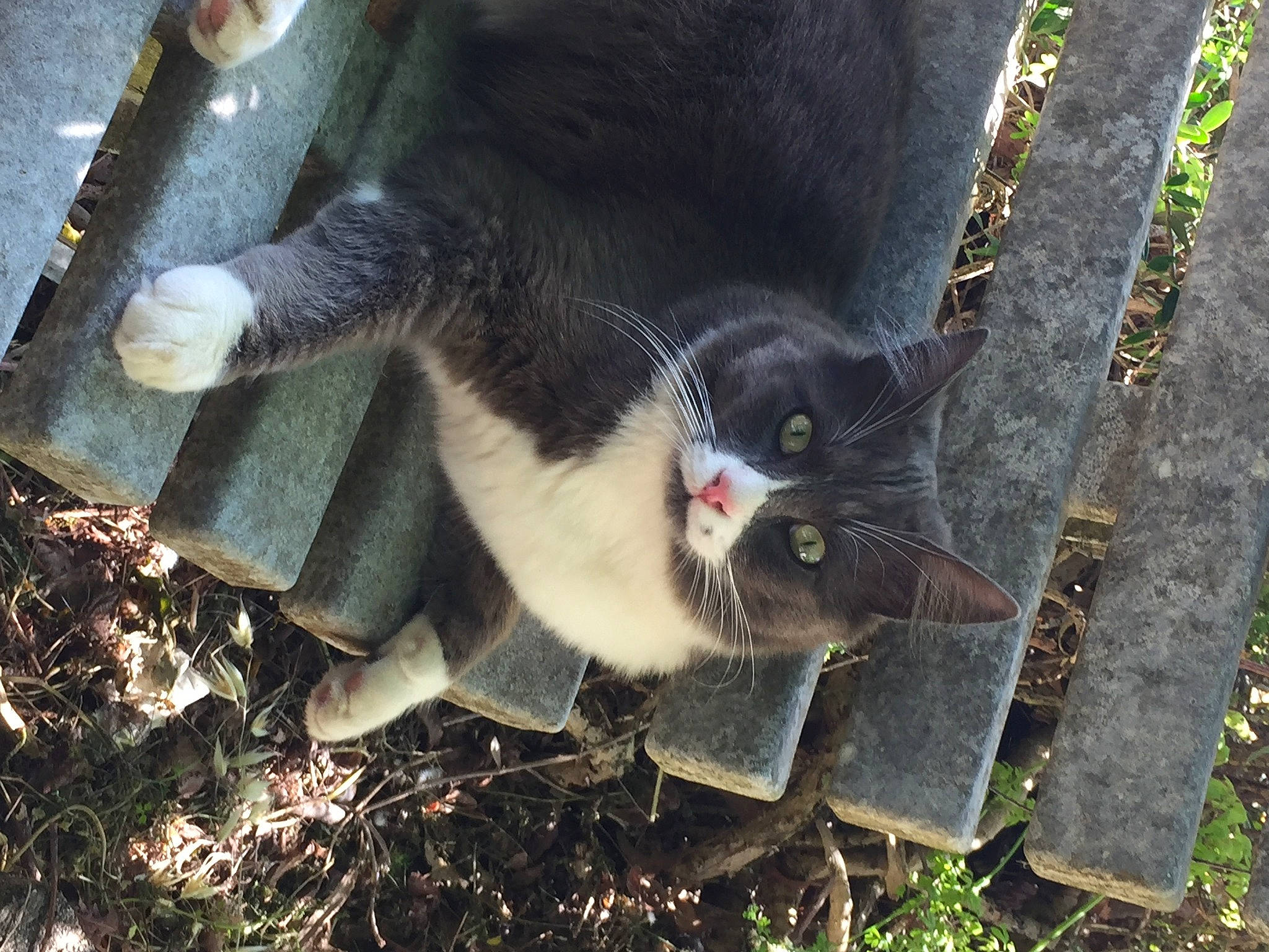Mercure participe au concours pour gagner de l'argent avec cette photo : carnivore, cat, collar, domestic_short_haired_cat, felidae, foot, fur, grass, groundcover, plant, small_to_medium_sized_cats, snout, soil, sporting_group, tail, terrestrial_animal, tree, trunk, whiskers, wildlife