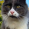 Mercure participe au concours pour gagner de l'argent avec cette photo : animal, blue_sky, cat, close_up, curious, daylight, face, feline, gray_fur, green_background, nature, outdoor, pet, pink_nose, portrait, soft_fur, whiskers, white_fur, yellow_eyes