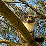 Mercure participe au concours pour gagner de l'argent avec cette photo : animal, branch, cat, climbing, closeup, curious, daylight, eyes, fluffy, fur, greenery, mammal, nature, outdoor, pet, sky, sunlight, tree, whiskers, wildlife
