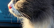 Mercure a rejoint le concours — aidez-le/la à gagner de superbes lots ! animal, car, cat, closeup, domestic_cat, fluffy, fur, nature, outdoor, peaceful, pet, profile_view, quiet, reflection, side_view, sunlight, whiskers, white_chest, white_paws, window
