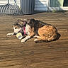 Tootsie is registered to the contest to win money with this photo: animal, backyard, brown_fur, canine, daylight, dog, door, fur, garden_tools, outdoor, paper_cup, pet, pink_collar, rakes, relaxing, resting, sunlight, trash_bin, white_siding, wooden_deck