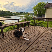 Tootsie is registered to the contest to win money with this photo: bench, calm, canine, cloudy_sky, daylight, dog, grass, greenery, house, landscape, nature, outdoor, peaceful, pet, relaxing, river, sunset, tree, water, wooden_deck