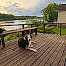 bench, calm, canine, cloudy_sky, daylight, dog, grass, greenery, house, landscape, nature, outdoor, peaceful, pet, relaxing, river, sunset, tree, water, wooden_deck
