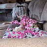 Tootsie is registered to the contest to win money with this photo: animal, blanket, carpet, casual, comfy, couch, cozy, decor, dog, furniture, home, indoor, lamp, living_room, pet, pink_clothing, relaxing, resting, sleeping, wood_paneling