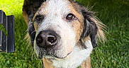 Tootsie is registered to the contest to win money with this photo: animal, background, canine, closeup, curious, daylight, dog, fur, grass, greenery, muzzle, nature, nose, outdoor, paw, pet, playful, snout, tire, vehicle