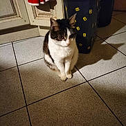 Holly participe au concours pour gagner de l'argent avec cette photo : animal, black_and_white, cabinet, cat, door, ears, eyes, fur, hamper, home, indoors, laundry, paws, pet, portrait, red_fabric, shadow, sitting, tile_floor, whiskers