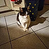 animal, black_and_white, cabinet, cat, door, ears, eyes, fur, hamper, home, indoors, laundry, paws, pet, portrait, red_fabric, shadow, sitting, tile_floor, whiskers