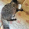 animal, booklet, cat, couch, cushion, fluffy_cat, gray_fur, home, indoors, longhaired_cat, lounging, paw, pet, relaxed, sitting, sleeping, sofa, tabby, tail, whiskers