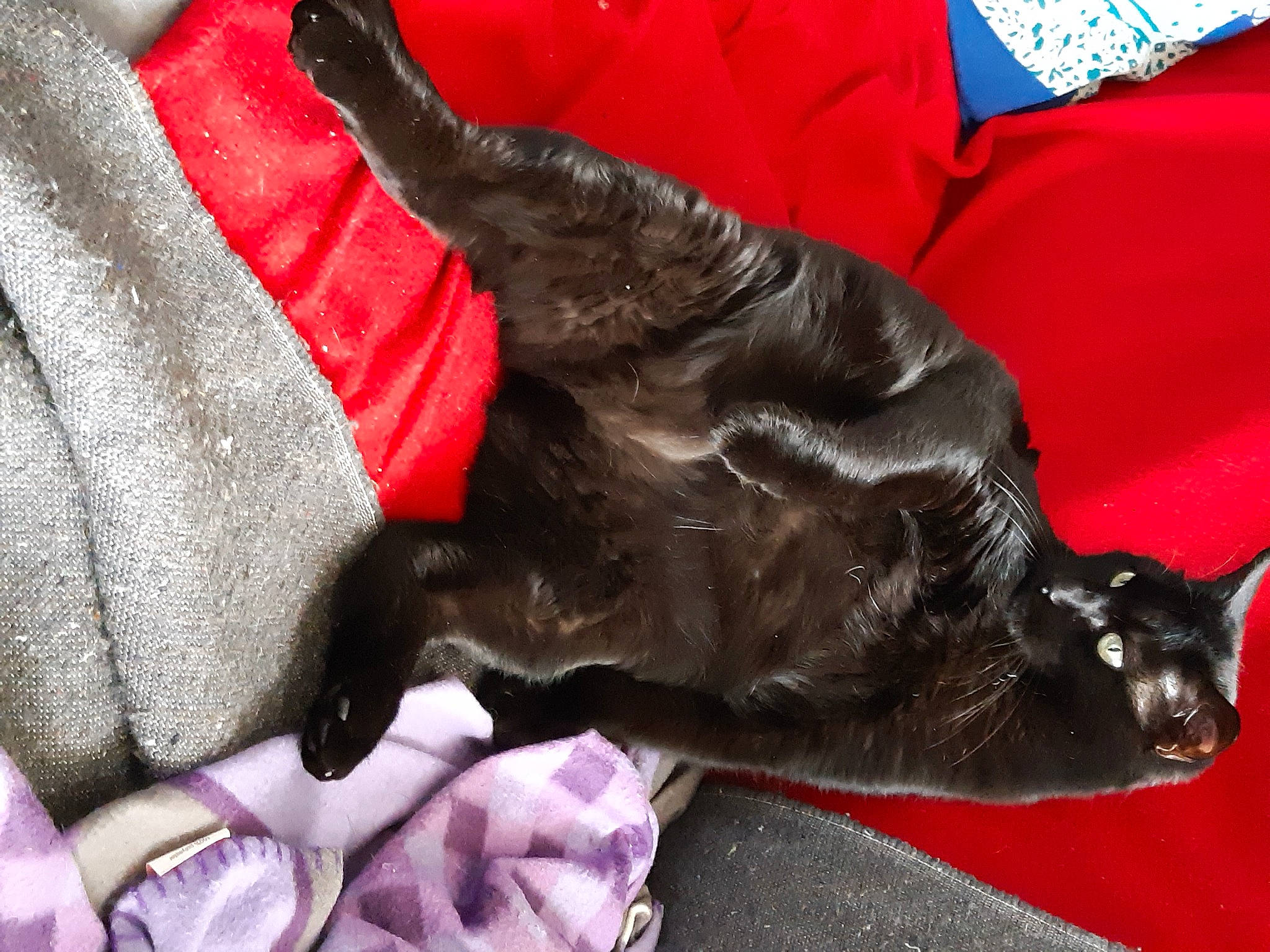 Benji a rejoint le concours — aidez-le/la à gagner de superbes lots ! black_cat, canidae, carmine, carnivore, cat, comfort, companion_dog, dog_breed, felidae, fur, grey, guard_dog, liver, magenta, small_to_medium_sized_cats, snout, sporting_group, tail, whiskers, working_animal