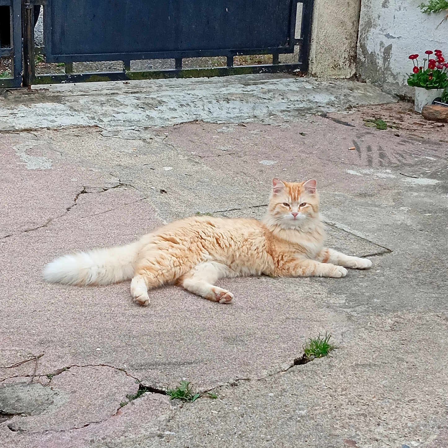 Kostic a rejoint le concours — aidez-le/la à gagner de superbes lots ! animal, brick, car, cat, city, flagstone, kitten, manx, path, pet, plant, road, rock, sidewalk, slate, soil, street, transportation, urban, walkway
