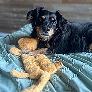 Tsuki is registered to the contest to win money with this photo: dog, stuffed_toy, blanket, bed, pet, black_dog, tan_markings, fur, cuddling, relaxed, indoor, cozy, portrait, animal, cute, sleepy, toy, soft_texture, resting, closeup