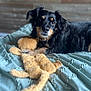dog, stuffed_toy, blanket, bed, pet, black_dog, tan_markings, fur, cuddling, relaxed, indoor, cozy, portrait, animal, cute, sleepy, toy, soft_texture, resting, closeup