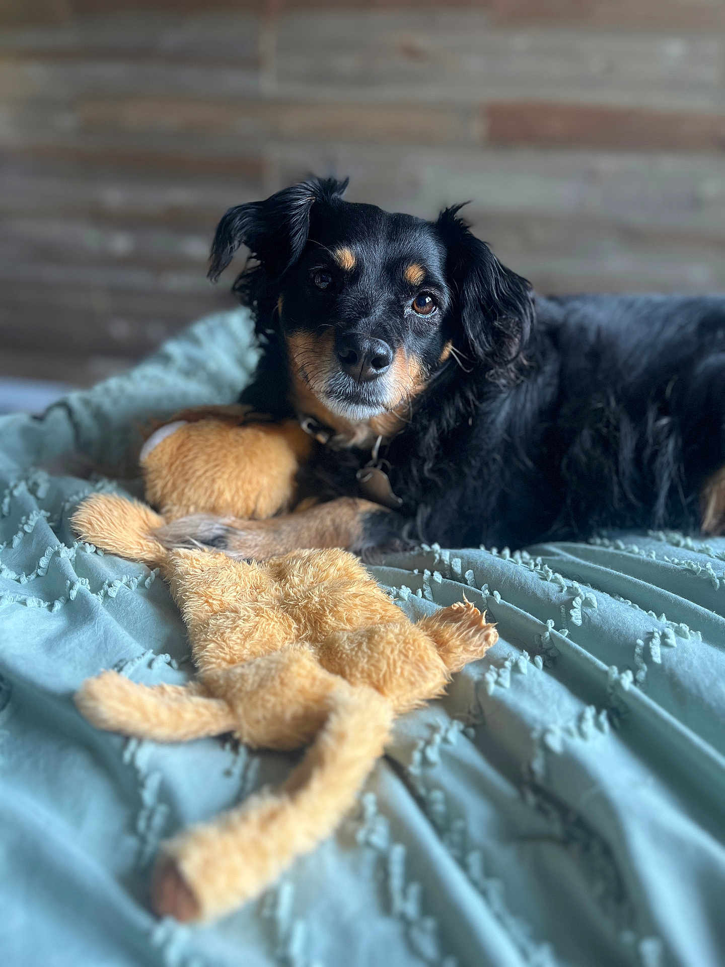 Tsuki is registered to the contest to win money with this photo: dog, stuffed_toy, blanket, bed, pet, black_dog, tan_markings, fur, cuddling, relaxed, indoor, cozy, portrait, animal, cute, sleepy, toy, soft_texture, resting, closeup