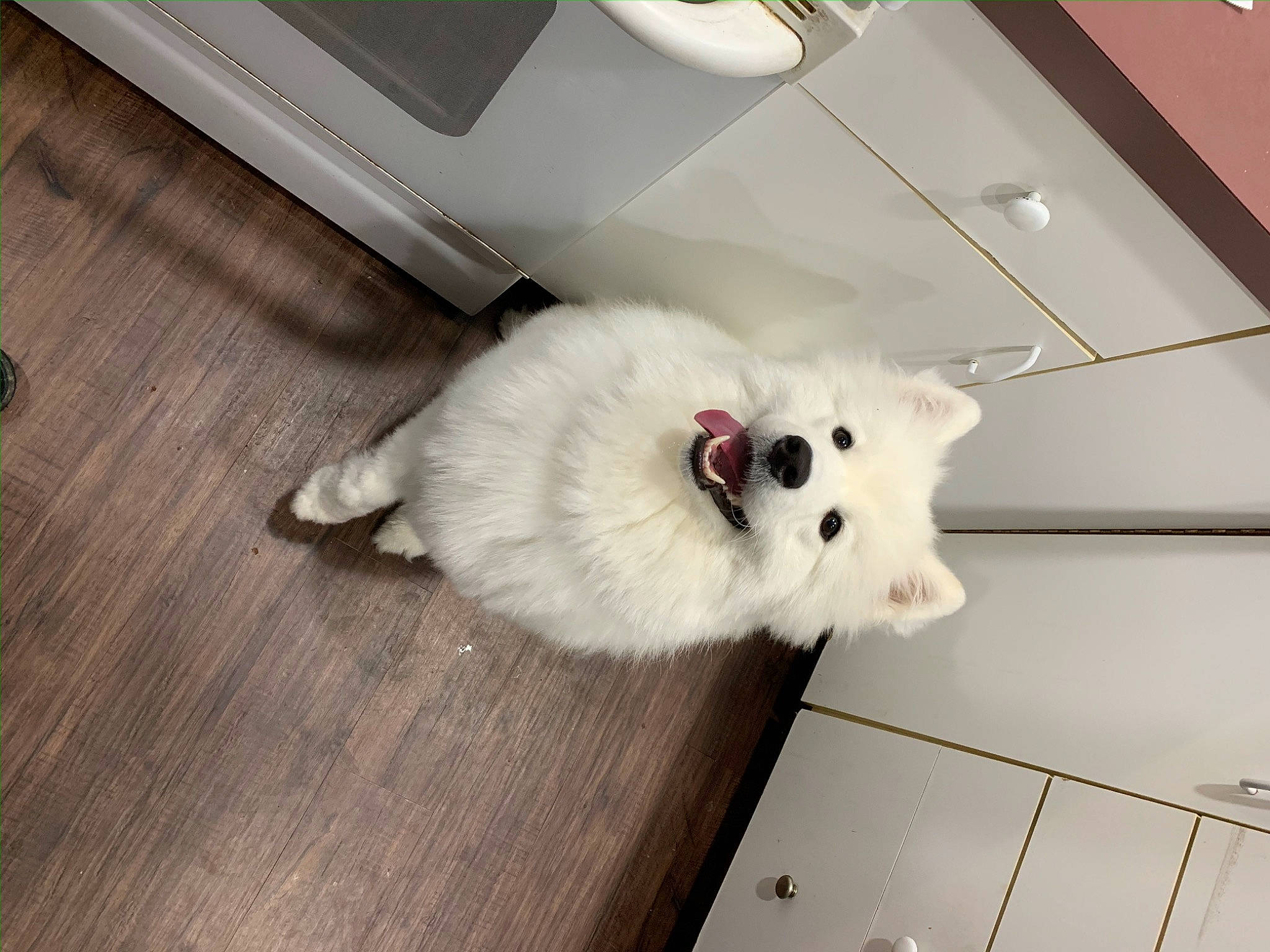 Princess is registered to the contest to win money with this photo: carnivore, cat, companion_dog, dog_breed, felidae, floor, flooring, fur, hardwood, paw, rim, samoyed, small_to_medium_sized_cats, snout, spitz, tail, varnish, volpino_italiano, whiskers, wood