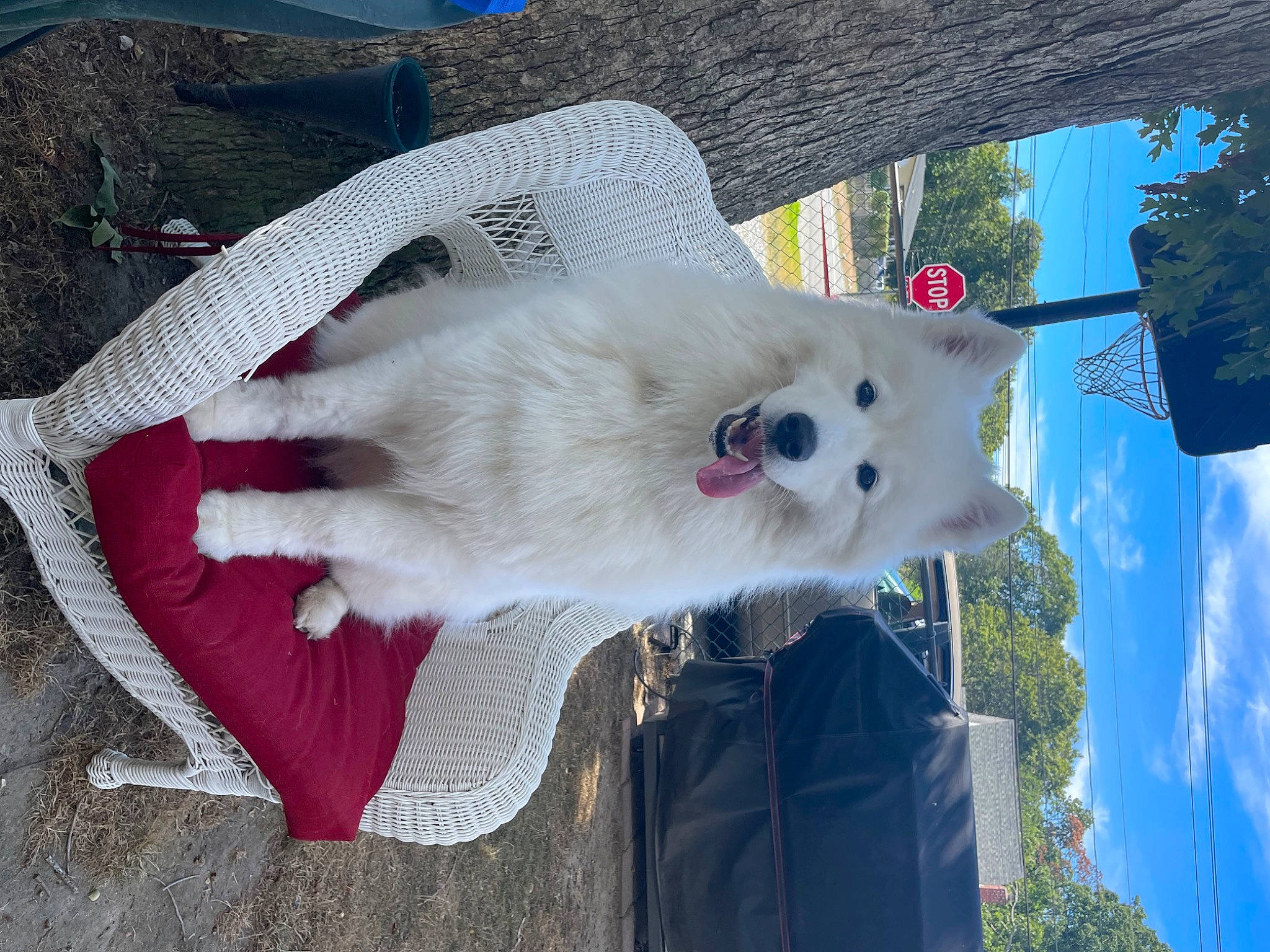 Princess is registered to the contest to win money with this photo: canidae, carnivore, cockatoo, collar, companion_dog, dog, dog_breed, fawn, felidae, fur, japanese_spitz, plant, sky, small_to_medium_sized_cats, sporting_group, tail, tire, tree, wheel, whiskers