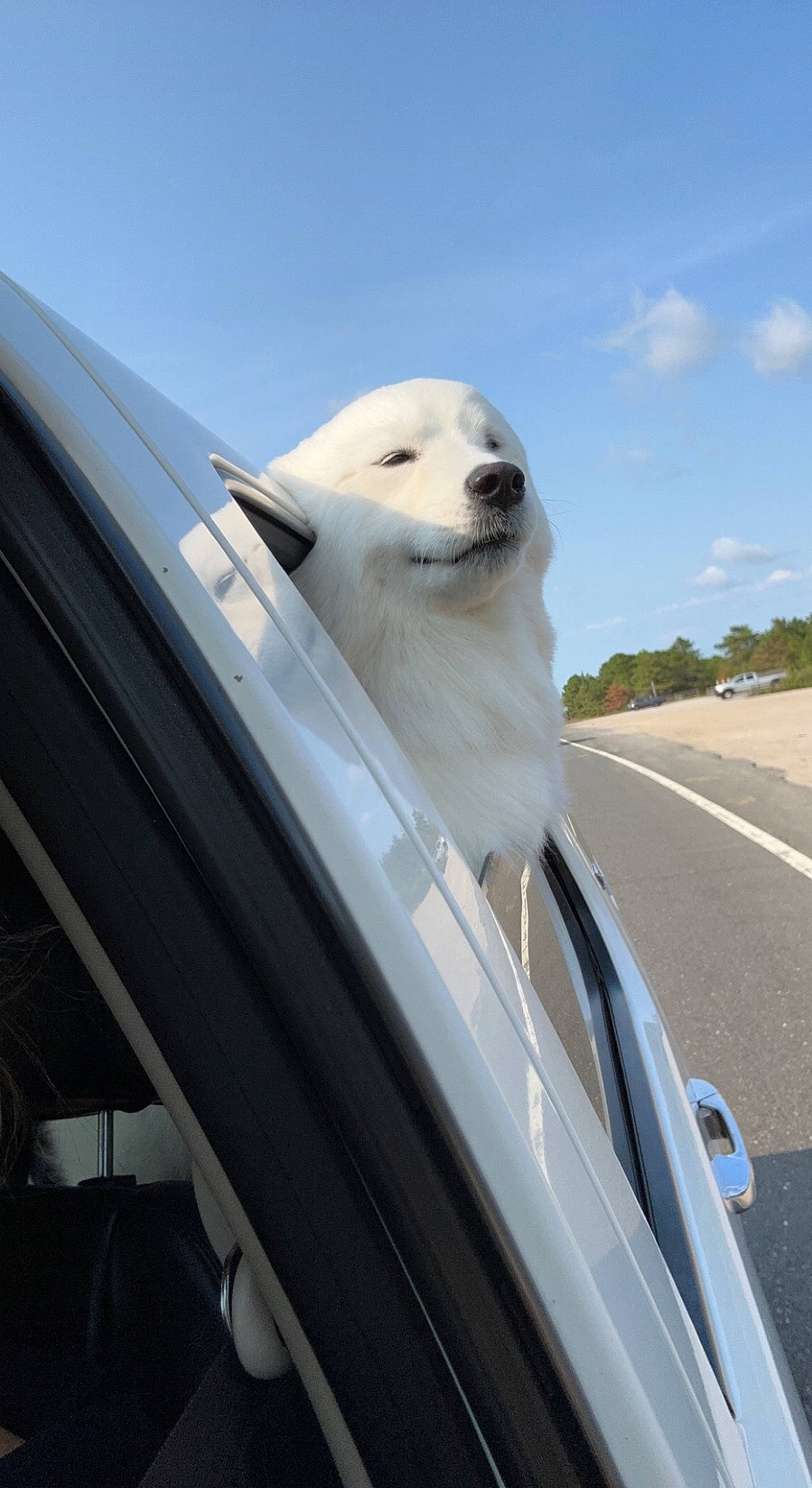 Princess is registered to the contest to win money with this photo: automotive_design, automotive_exterior, automotive_tire, carnivore, cloud, companion_dog, dog, dog_breed, fender, hood, motor_vehicle, personal_luxury_car, rim, sky, snout, sporting_group, vehicle, vehicle_door, windscreen_wiper, windshield