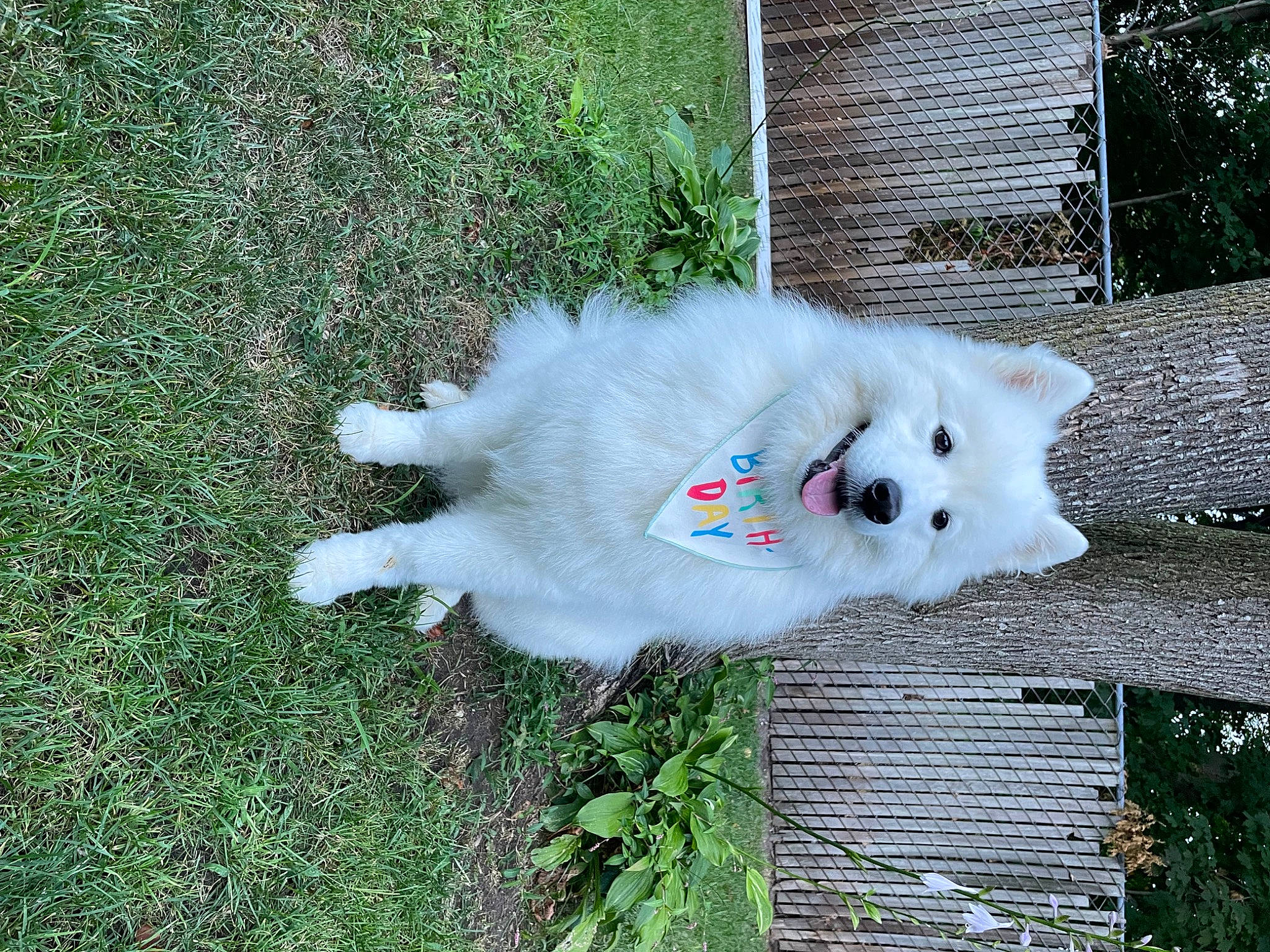 Princess joined the competition — help win amazing prizes! carnivore, companion_dog, dog, dog_breed, fawn, fur, grass, groundcover, house, japanese_spitz, plant, polish_tatra_sheepdog, samoyed, spitz, sporting_group, tail, tree, volpino_italiano, whiskers, working_animal