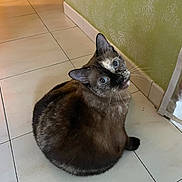 Meme joined the competition — help win amazing prizes! cat, pet, animal, indoor, floor, tile, green_wall, looking_up, curious, feline, whiskers, ears, sitting, brown_fur, black_markings, wide_eyes, kitchen, corner, mouth_open, domestic