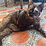 Meme joined the competition — help win amazing prizes! cat, animal, pet, floor, tile, indoor, tongue_out, relaxed, feline, whiskers, ears, brown, black, white, patterned_floor, home, cute, playful, funny, domestic