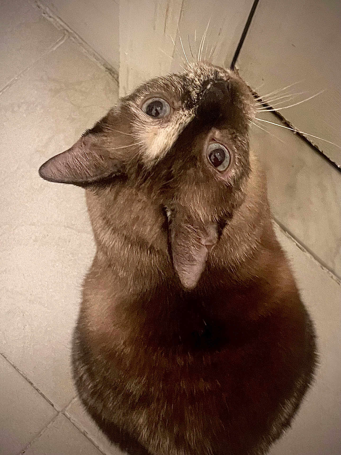 Meme joined the competition — help win amazing prizes! cat, brown_fur, blue_eyes, curious, looking_up, indoor, tile_floor, pet, whiskers, close_up, feline, animal, domestic, ears, fur_texture, shadow, soft_light, cute, head, portrait