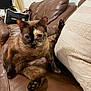 Meme joined the competition — help win amazing prizes! cat, tortoiseshell_cat, leather_couch, cushion, indoor, pet, feline, relaxed, sitting, paw, curious, animal, fur, whiskers, home, living_room, window, bag, curtains, odd_pose