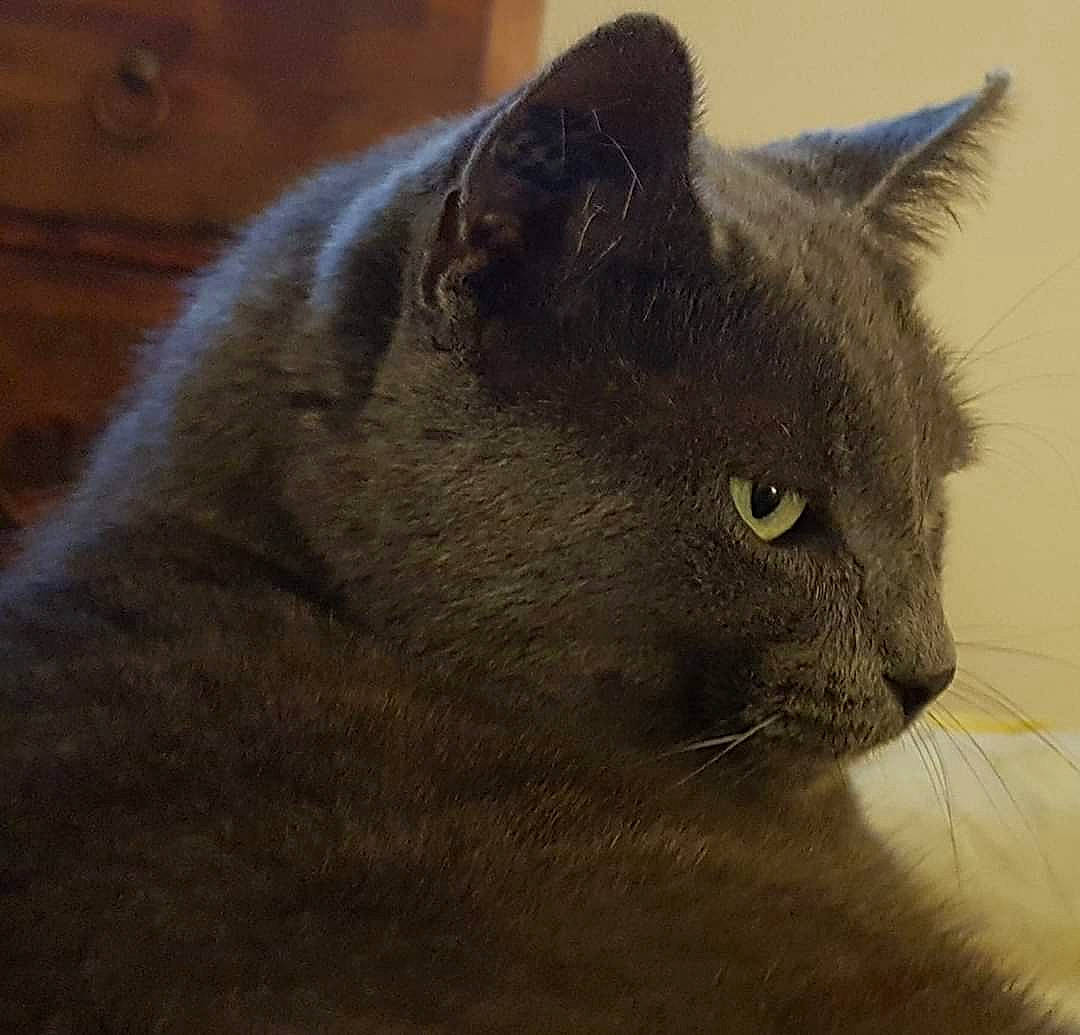 Chou a rejoint le concours — aidez-le/la à gagner de superbes lots ! british_semi_longhair, british_shorthair, burmese, carnivore, cat, chartreux, domestic_short_haired_cat, felidae, korat, mammal, nebelung, russian_blue, small_to_medium_sized_cats, snout, vertebrate, whiskers