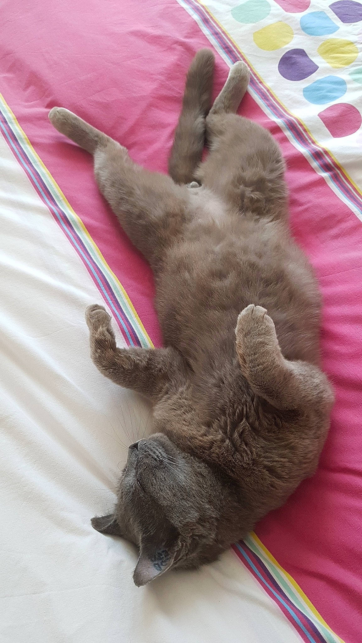 Chou a rejoint le concours — aidez-le/la à gagner de superbes lots ! british_shorthair, carnivore, cat, chartreux, claw, domestic_short_haired_cat, fawn, felidae, korat, nebelung, russian_blue, small_to_medium_sized_cats, tail