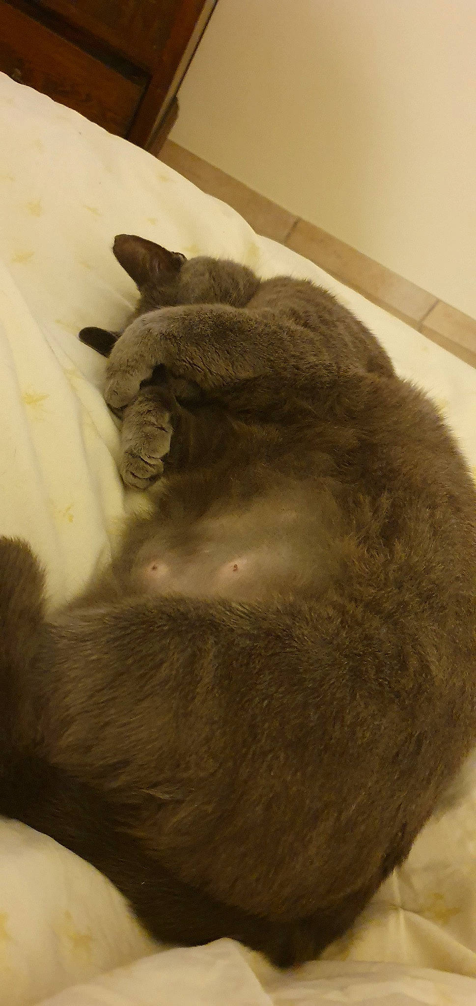 Chou a rejoint le concours — aidez-le/la à gagner de superbes lots ! british_shorthair, burmese, carnivore, cat, chartreux, fawn, felidae, korat, russian_blue, small_to_medium_sized_cats, snout, tonkinese, whiskers