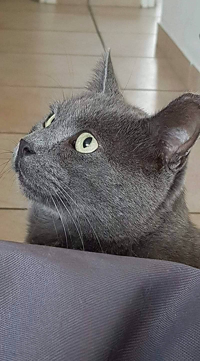 Chou participe au concours pour gagner de l'argent avec cette photo : british_shorthair, burmese, carnivore, cat, chartreux, domestic_short_haired_cat, felidae, korat, mammal, nebelung, russian_blue, small_to_medium_sized_cats, snout, vertebrate, whiskers