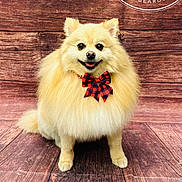 Chippy joined the competition — help win amazing prizes! dog, pomeranian, fluffy, bow_tie, pet, animal, smiling, cute, indoor, wooden_floor, wooden_wall, portrait, small_dog, furry, adorable, sitting, companion, friendly, domestic_animal, happy