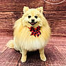 dog, pomeranian, fluffy, bow_tie, pet, animal, smiling, cute, indoor, wooden_floor, wooden_wall, portrait, small_dog, furry, adorable, sitting, companion, friendly, domestic_animal, happy