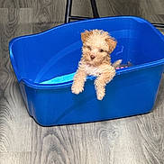 Kanarsi is registered to the contest to win money with this photo: puppy, dog, small_dog, fluffy, tan_fur, pet, animal, cute, sitting, standing, paws, blue_container, plastic_tub, indoor, wood_floor, folding_chair, portrait, playful, adorable, photography