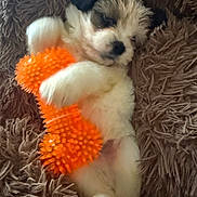 J Avoni Dior joined the competition — help win amazing prizes! puppy, dog, toy, orange, blanket, shaggy, fur, sleeping, cute, pet, cozy, resting, animal, indoor, soft, white, brown, small, clutching, relaxation
