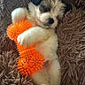 puppy, dog, toy, orange, blanket, shaggy, fur, sleeping, cute, pet, cozy, resting, animal, indoor, soft, white, brown, small, clutching, relaxation