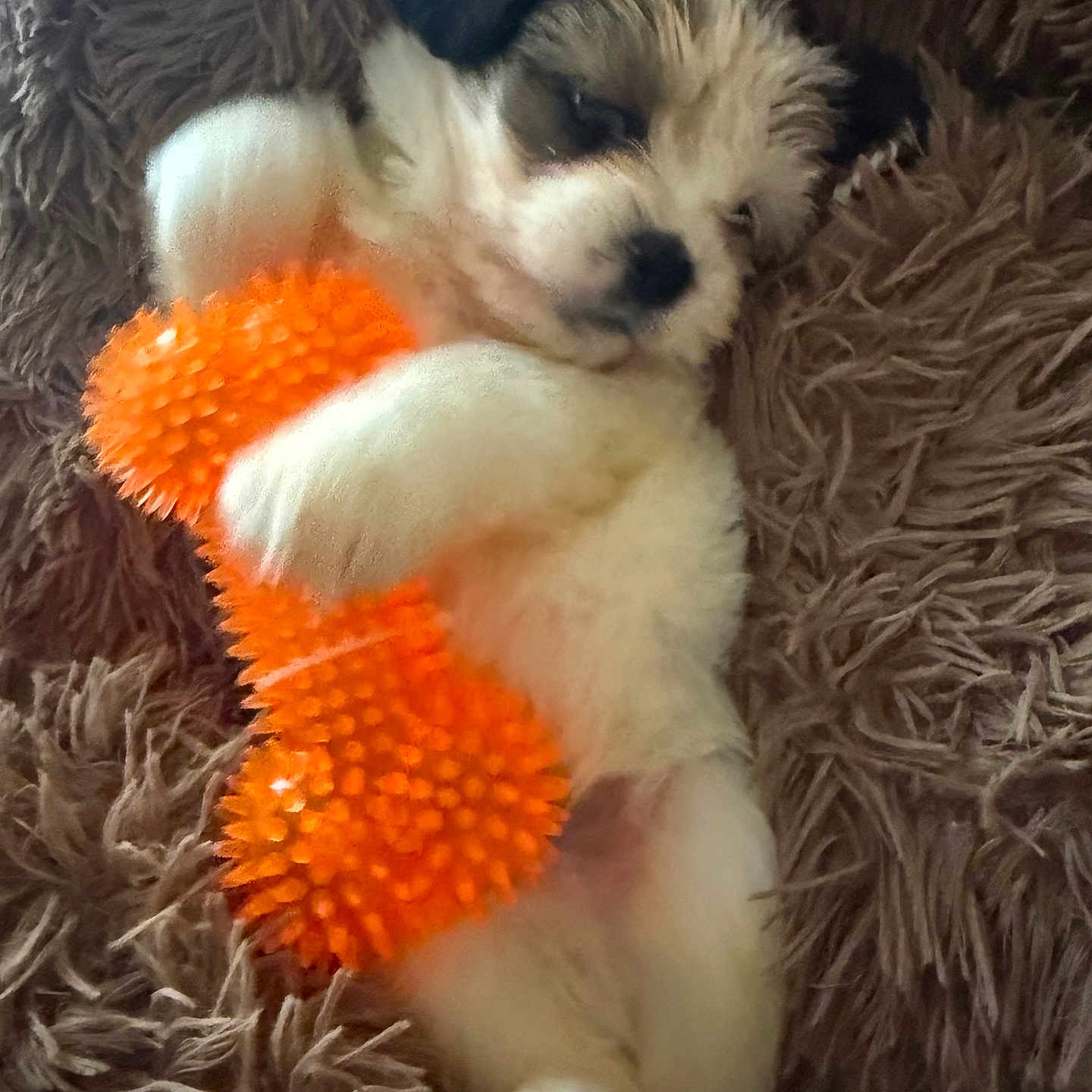 J Avoni Dior joined the competition — help win amazing prizes! puppy, dog, toy, orange, blanket, shaggy, fur, sleeping, cute, pet, cozy, resting, animal, indoor, soft, white, brown, small, clutching, relaxation