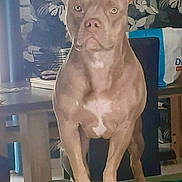 Ruby a rejoint le concours — aidez-le/la à gagner de superbes lots ! dog, pet, indoor, furniture, couch, animal, canine, living_room, brown_dog, standing, ears, eyes, table, chair, decor, wallpaper, paws, expression, household, domestic