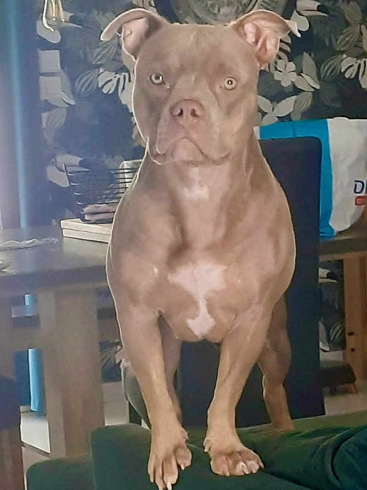 Ruby a rejoint le concours — aidez-le/la à gagner de superbes lots ! dog, pet, indoor, furniture, couch, animal, canine, living_room, brown_dog, standing, ears, eyes, table, chair, decor, wallpaper, paws, expression, household, domestic