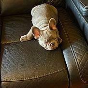 Rubble joined the competition — help win amazing prizes! dog, puppy, french_bulldog, sleeping, lying_down, pet, animal, wrinkles, ears, leather_chair, armchair, furniture, blankets, indoors, home, brown, cream, cute, relaxed, portrait