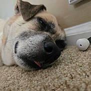Daisy Mae is registered to the contest to win money with this photo: animal, calm, carpet, close_up, content, cute, dog, door_stopper, ear, floor, fur, indoor, muzzle, nose, pet, relaxed, resting, sleeping, tongue_out, whiskers