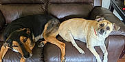 Daisy Mae is registered to the contest to win money with this photo: black_and_tan_dog, brown, canine, collar, companion, couch, dog, domestic_animal, furniture, home, indoor, leather, light_tan_dog, living_room, pet, relaxed, resting, rug, two_dogs, wooden_floor